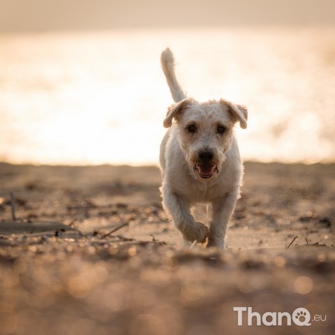 Fotoshoot Dino - Jack Russel Langhaar bij Banjaardstrand