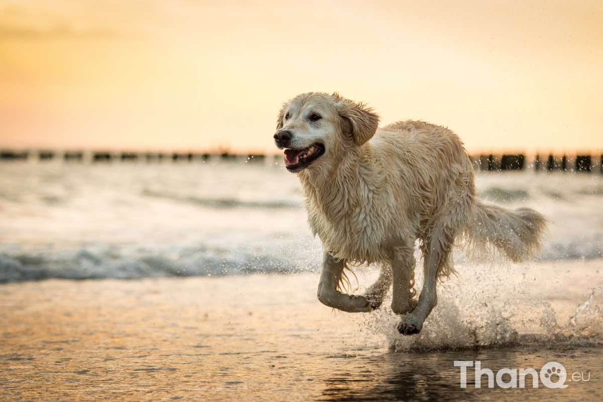 Golden retriever Boullie bij strand Dishoek, Vlissingen