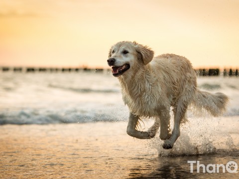 Golden retriever Boullie bij strand Dishoek, Vlissingen