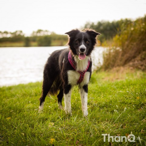 Hondenfoto van Border collie Fenna bij Schelphoek in Serooskerke, Zeeland