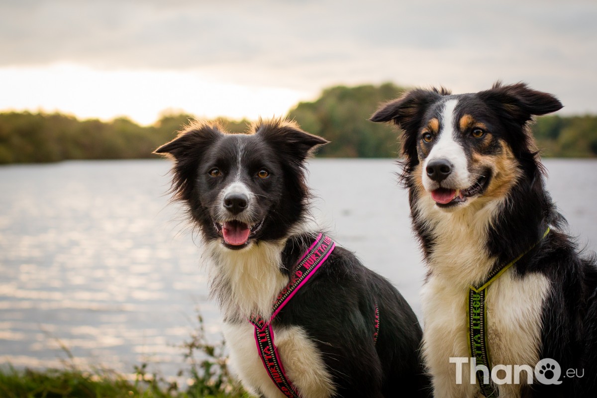 Hondenfoto van Border collies Fenna en Jindi bij Schelphoek in Serooskerke, Zeeland