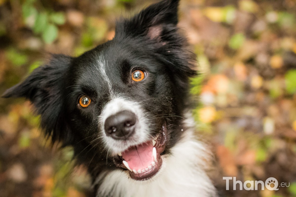 Hondenfoto van Border collie Fenna bij Schelphoek in Serooskerke, Zeeland