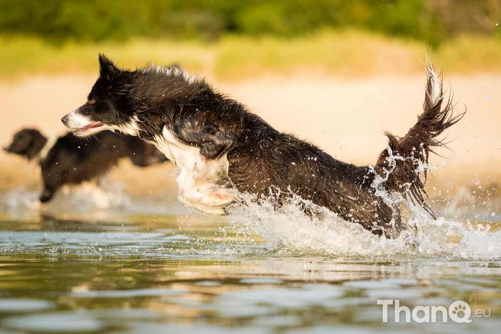Border collie Puck bij Meerkoet, Veerse Meer, Zeeland