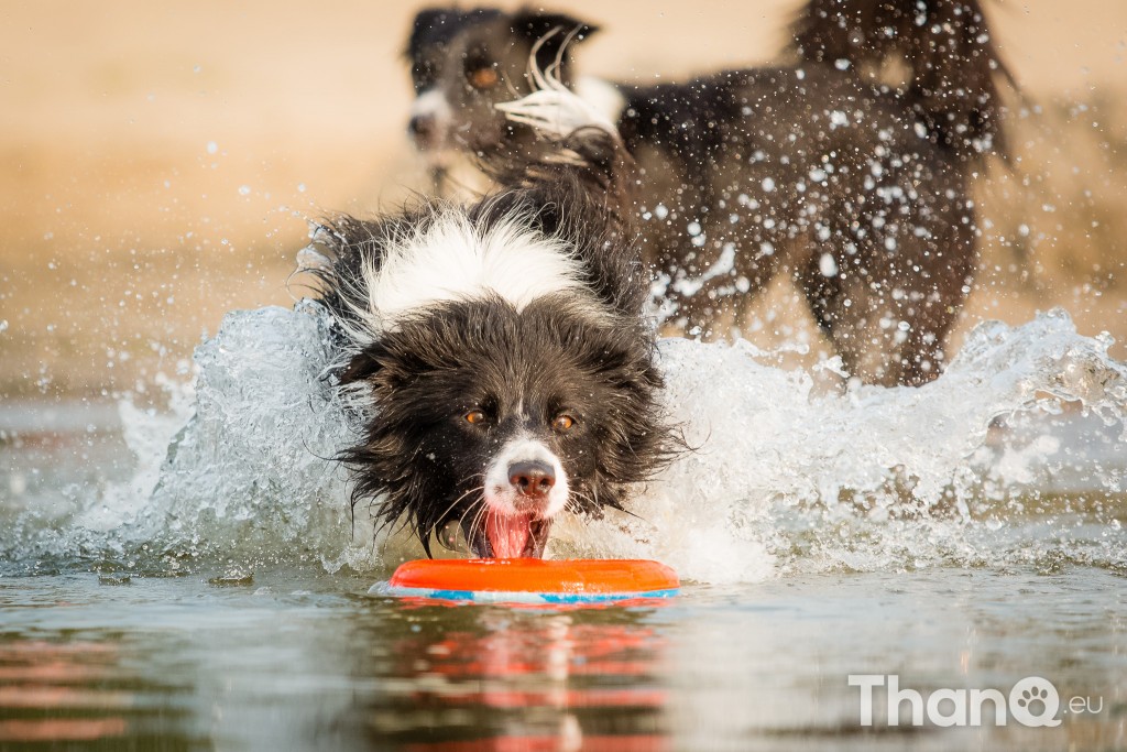 Border collie Puck bij Meerkoet, Veerse Meer, Zeeland