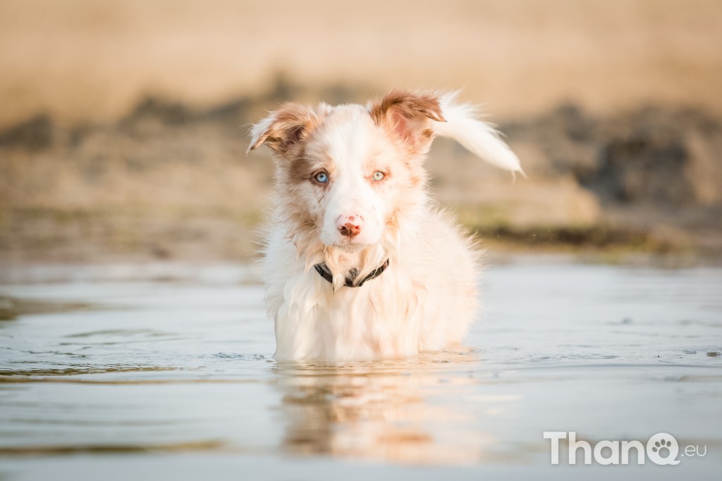 Border collie puppy Veresk bij Meerkoet, Veerse Meer, Zeeland