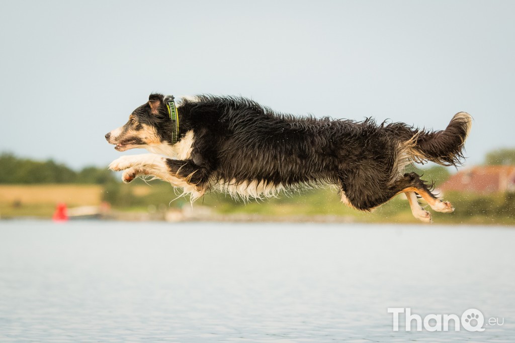 Border collie Jindi bij Meerkoet, Veerse Meer, Zeeland