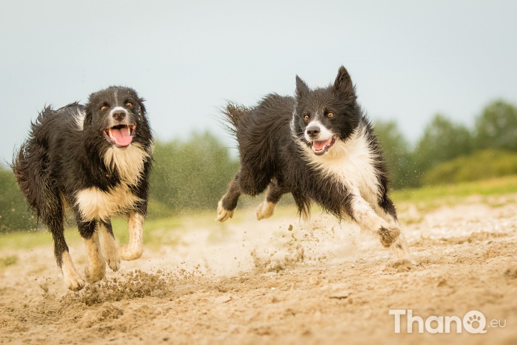 Border collies Fenna en Puck bij Meerkoet, Veerse Meer, Zeeland