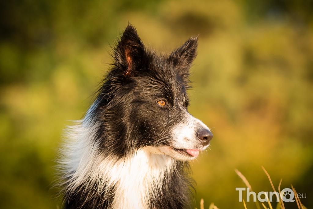 Border collie Puck bij Meerkoet, Veerse Meer, Zeeland