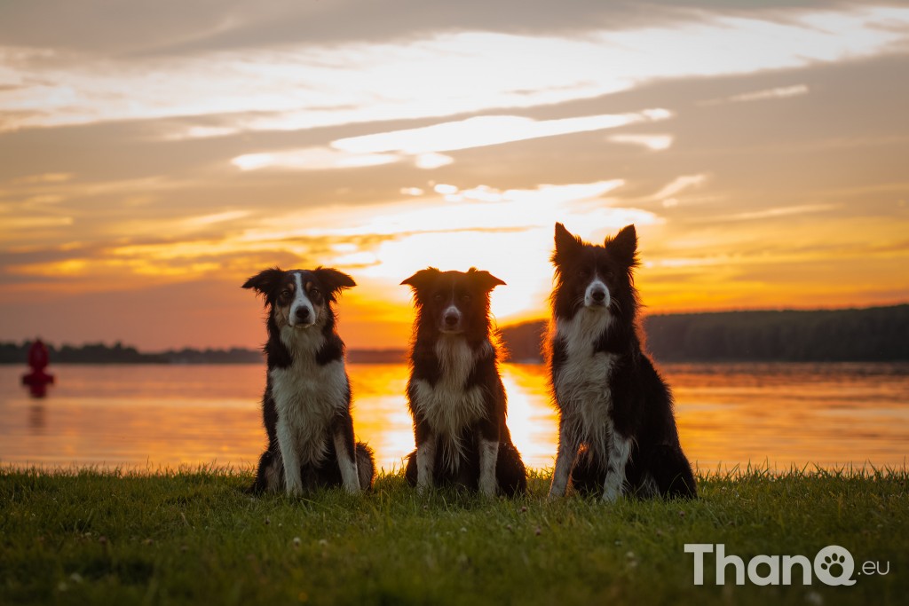 Border collies Jindi, Fenna en Puck bij Meerkoet, Veerse Meer, Zeeland