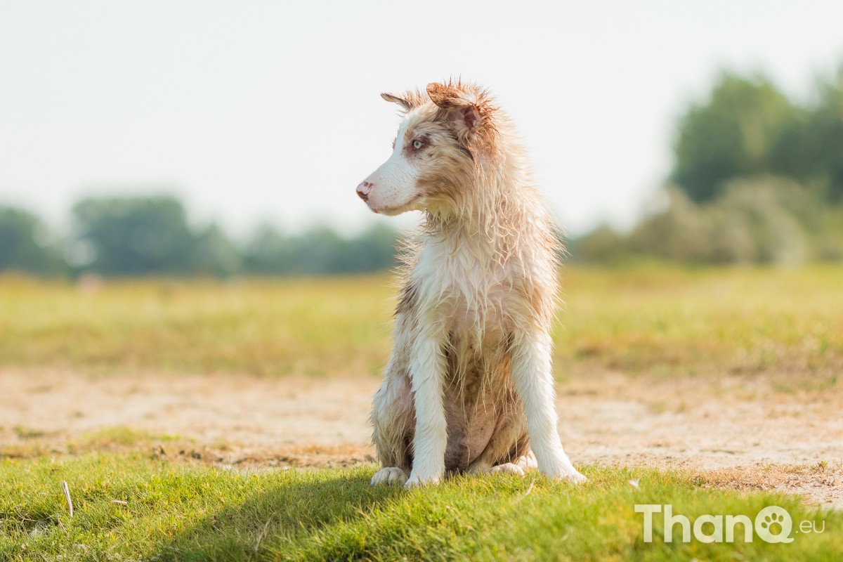 Border collie puppy Veresk bij Meerkoet, Veerse Meer, Zeeland