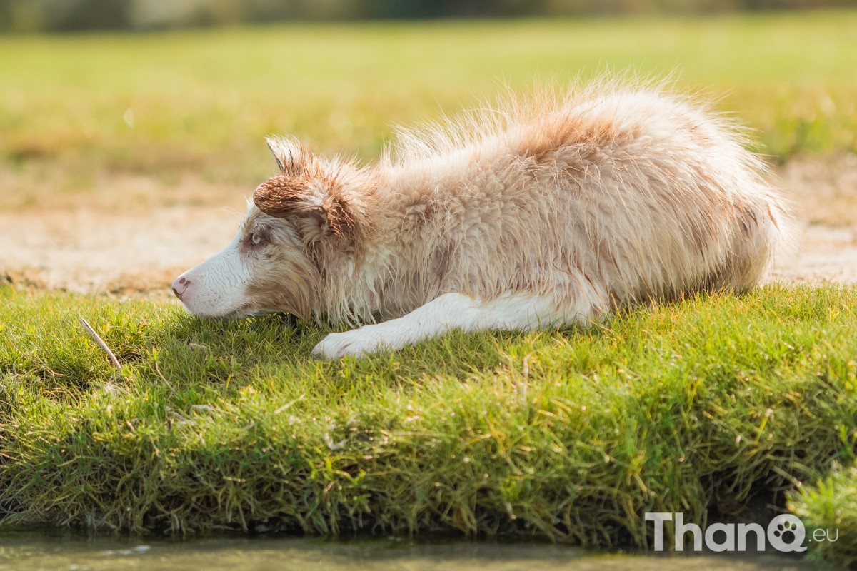 Border collie puppy Veresk bij Meerkoet, Veerse Meer, Zeeland