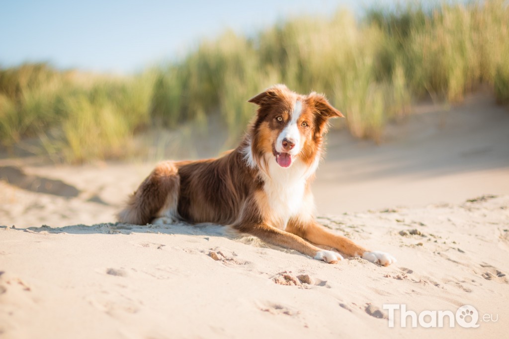 Fotoshoot Mylie (Labrador) en Mellow (Border Collie)