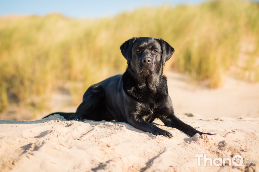 Fotoshoot Mylie (Labrador) en Mellow (Border Collie)