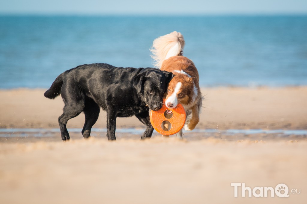 Fotoshoot Mylie (Labrador) en Mellow (Border Collie)