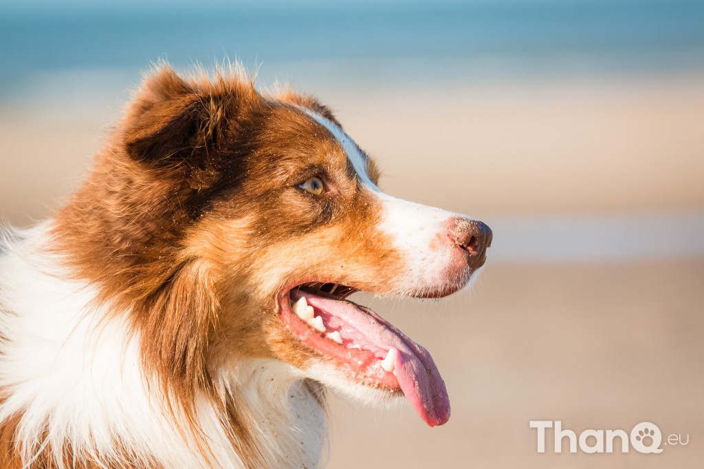 Fotoshoot Mylie (Labrador) en Mellow (Border Collie)