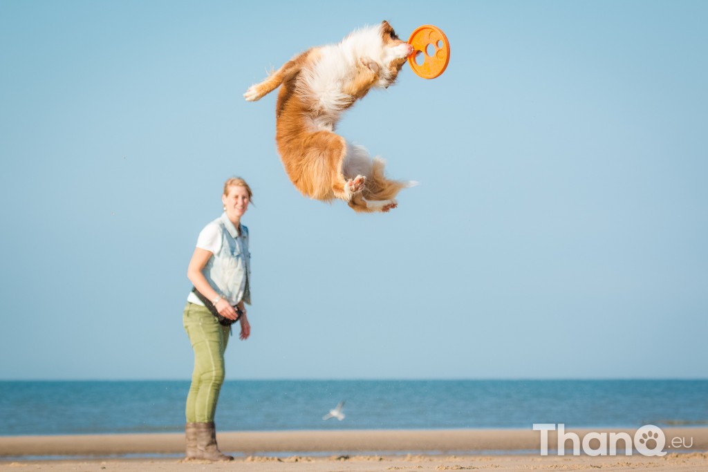 Fotoshoot Mylie (Labrador) en Mellow (Border Collie)