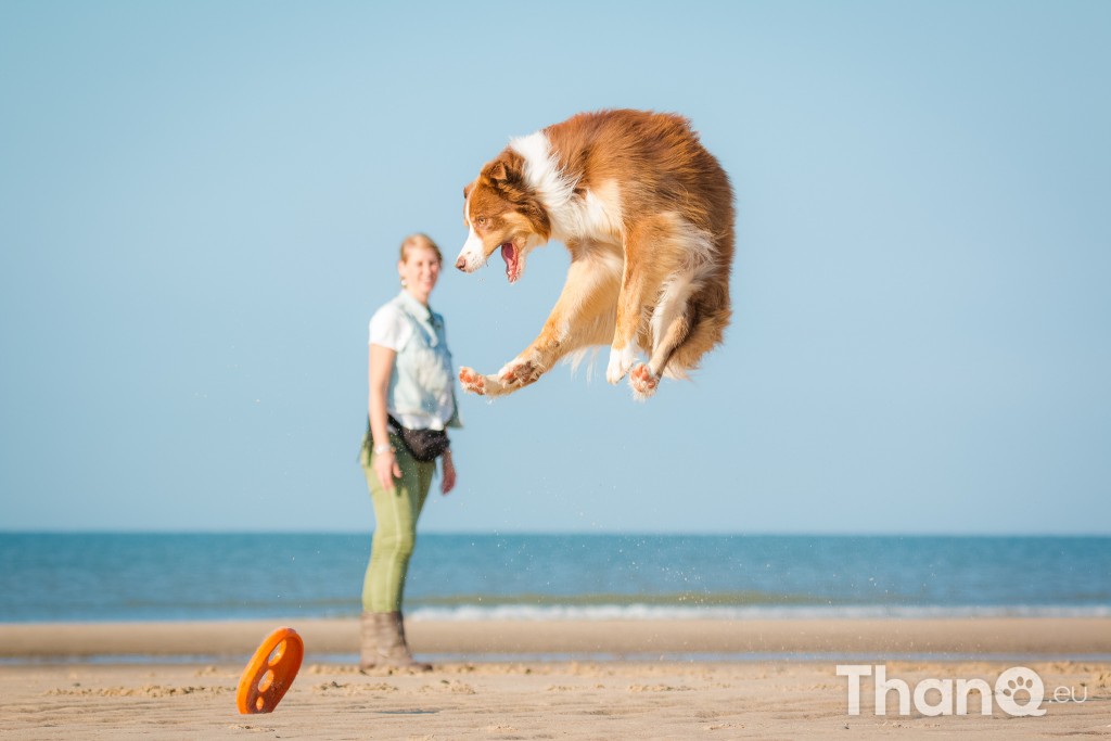 Fotoshoot Mylie (Labrador) en Mellow (Border Collie)