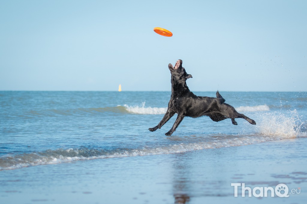 Fotoshoot Mylie (Labrador) en Mellow (Border Collie)