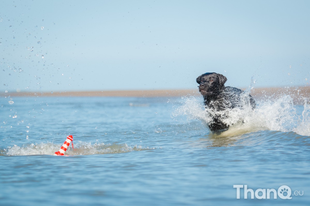 Fotoshoot Mylie (Labrador) en Mellow (Border Collie)