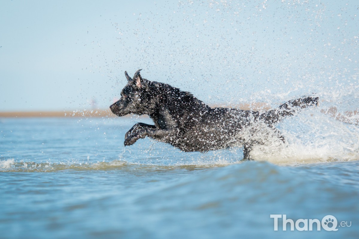 Fotoshoot Mylie (Labrador) en Mellow (Border Collie)