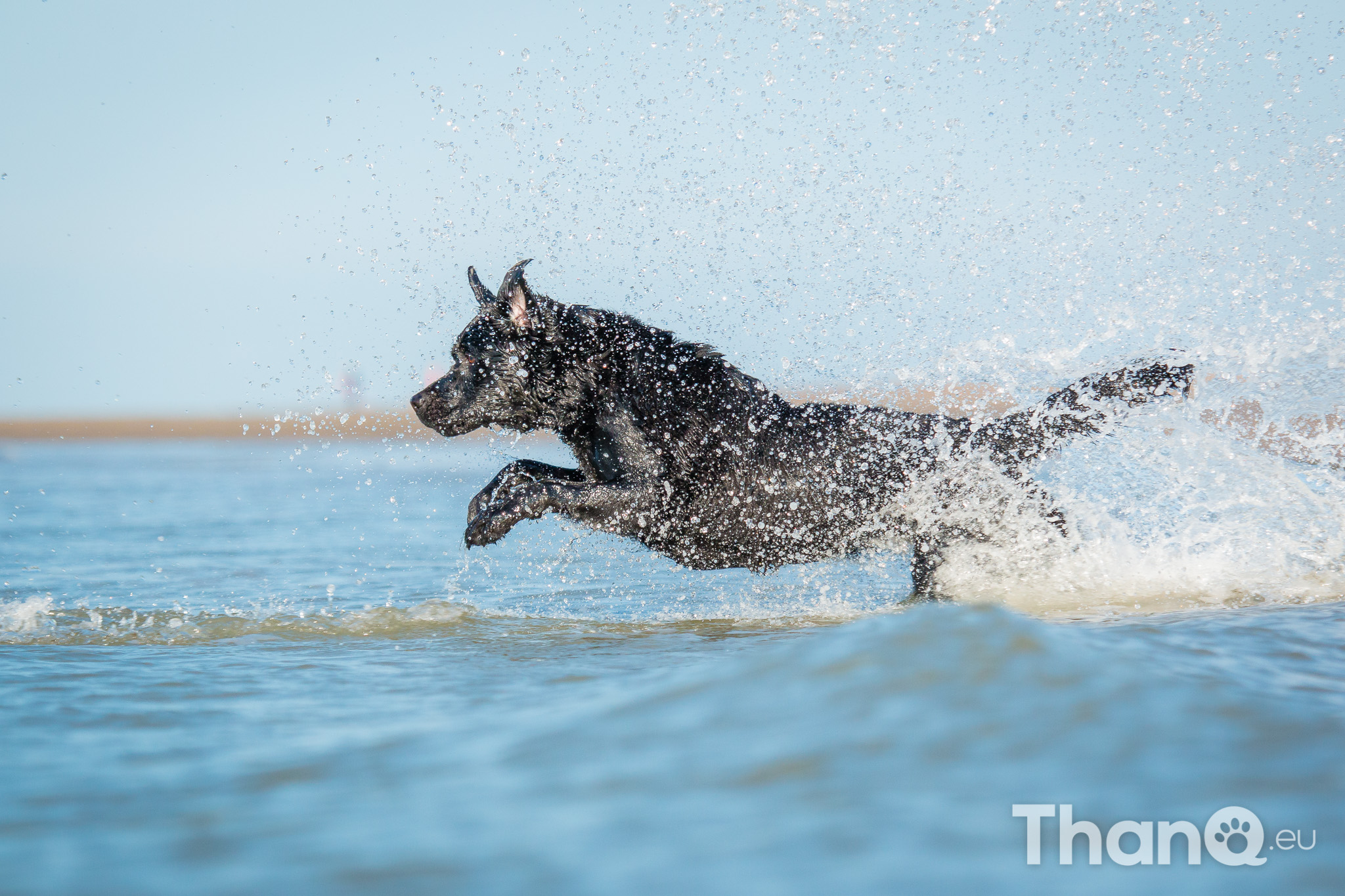 Portfolio hondenfotografie - Mylie (Labrador) en Mellow (Border Collie)