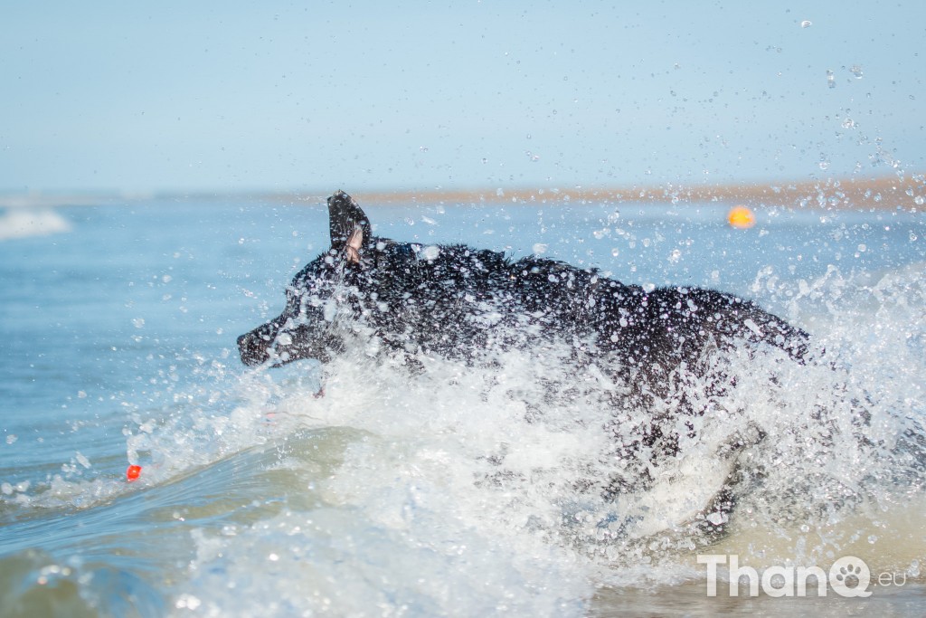 Fotoshoot Mylie (Labrador) en Mellow (Border Collie)