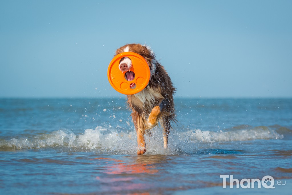 Fotoshoot Mylie (Labrador) en Mellow (Border Collie)