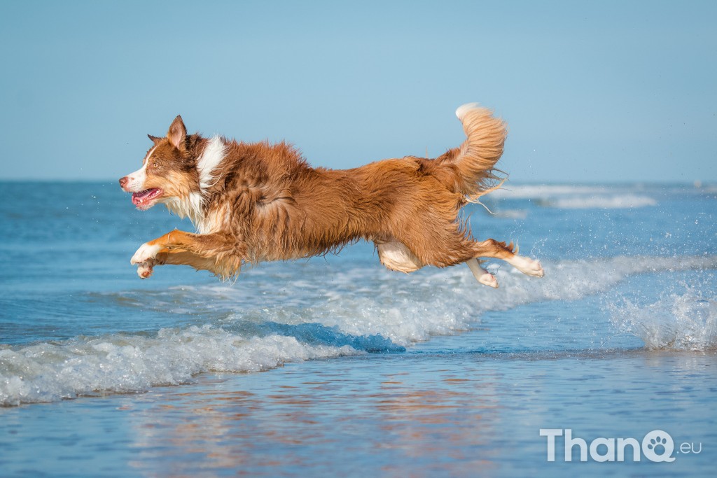 Fotoshoot Mylie (Labrador) en Mellow (Border Collie)