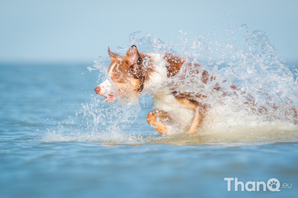 Fotoshoot Mylie (Labrador) en Mellow (Border Collie)