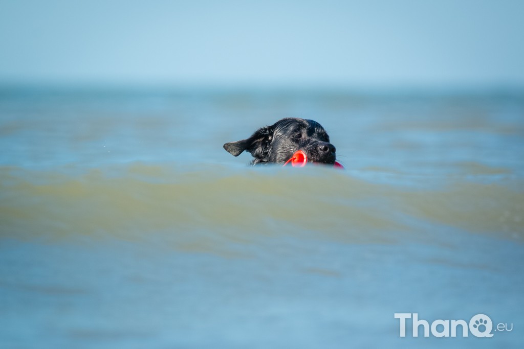 Fotoshoot Mylie (Labrador) en Mellow (Border Collie)