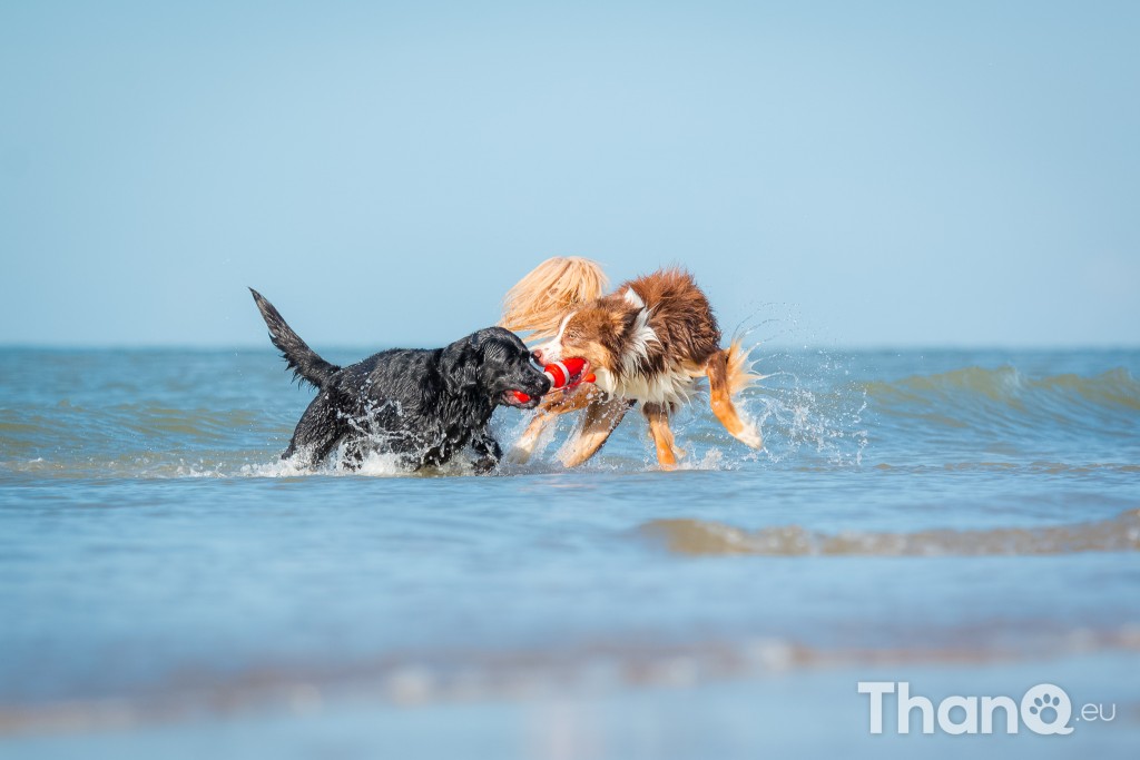 Fotoshoot Mylie (Labrador) en Mellow (Border Collie)