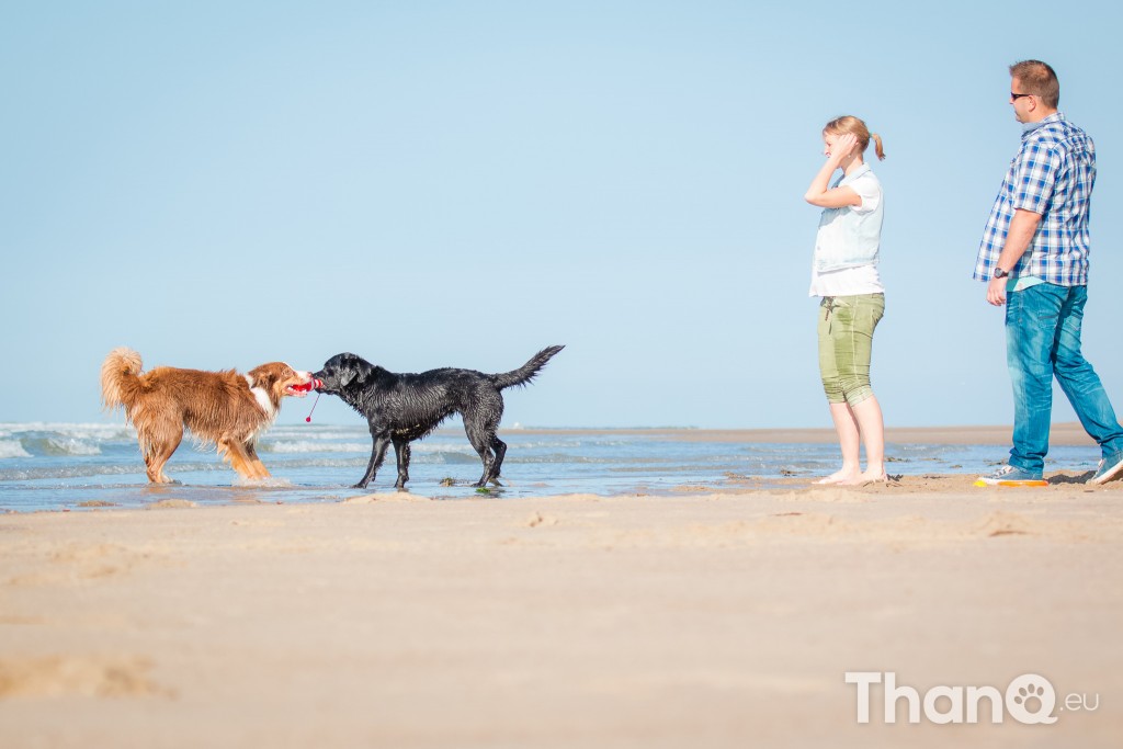 Fotoshoot Mylie (Labrador) en Mellow (Border Collie)