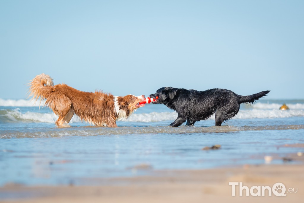 Fotoshoot Mylie (Labrador) en Mellow (Border Collie)