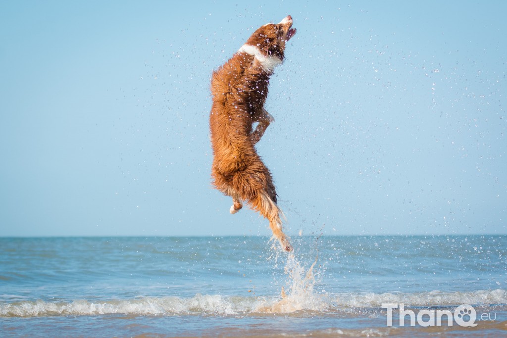 Fotoshoot Mylie (Labrador) en Mellow (Border Collie)