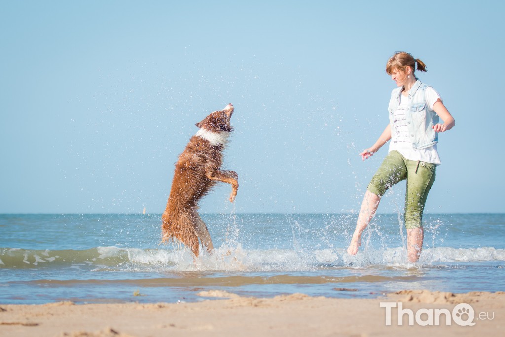 Fotoshoot Mylie (Labrador) en Mellow (Border Collie)