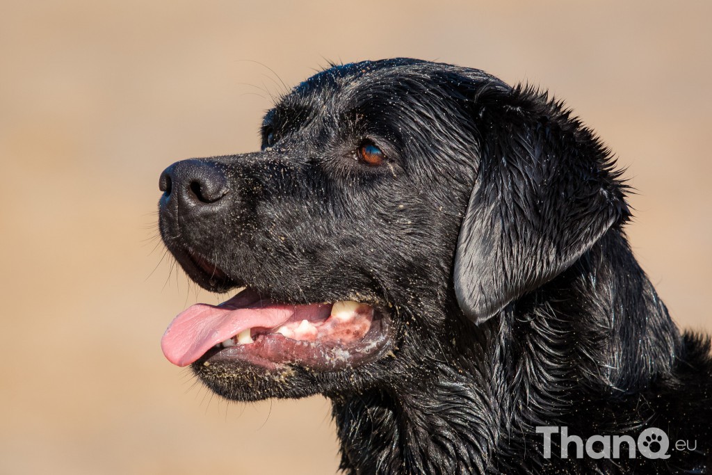 Fotoshoot Mylie (Labrador) en Mellow (Border Collie)