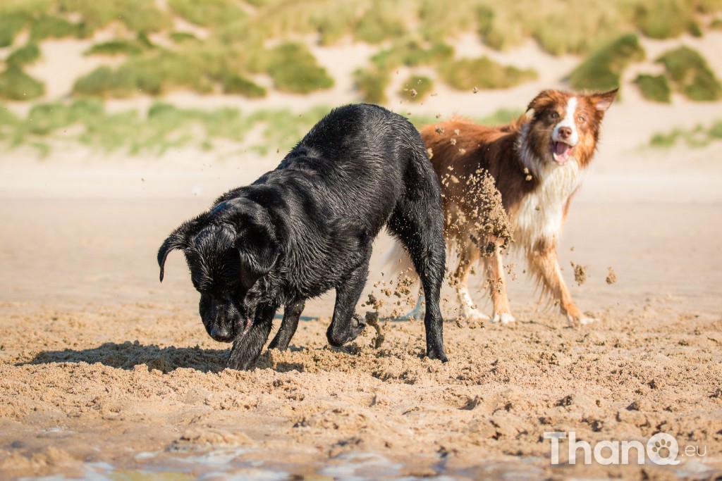 Fotoshoot Mylie (Labrador) en Mellow (Border Collie)