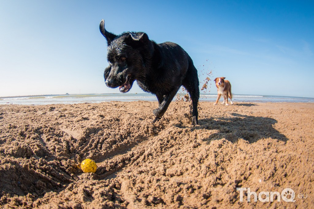 Fotoshoot Mylie (Labrador) en Mellow (Border Collie)