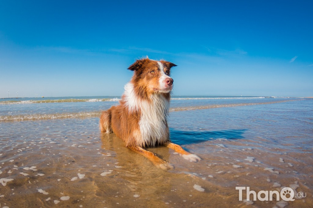 Mellow (Border Collie) bij Strand Westenschouwen