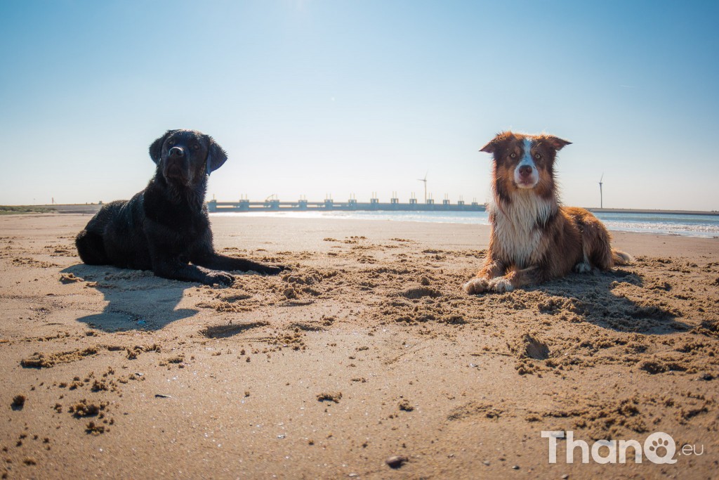 Fotoshoot Mylie (Labrador) en Mellow (Border Collie)