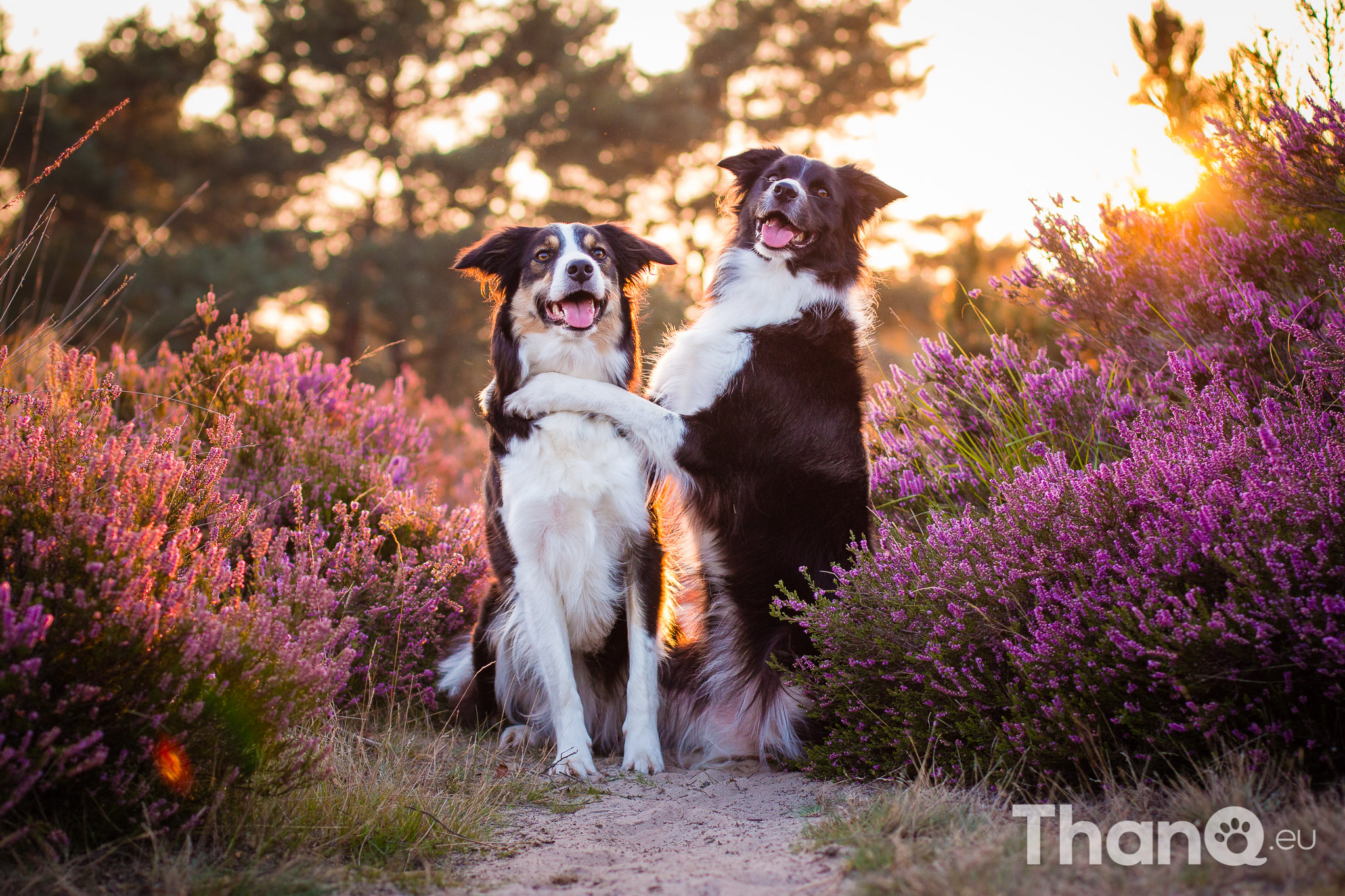 Portfolio hondenfotografie - Fenna knuffelt Jindi tussen de heide