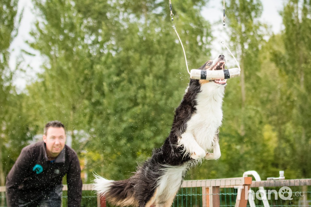 Dock Diving in Werkendam