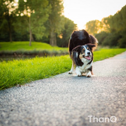 Border collie Jindi in Goese Polder Park, Goes, Zeeland