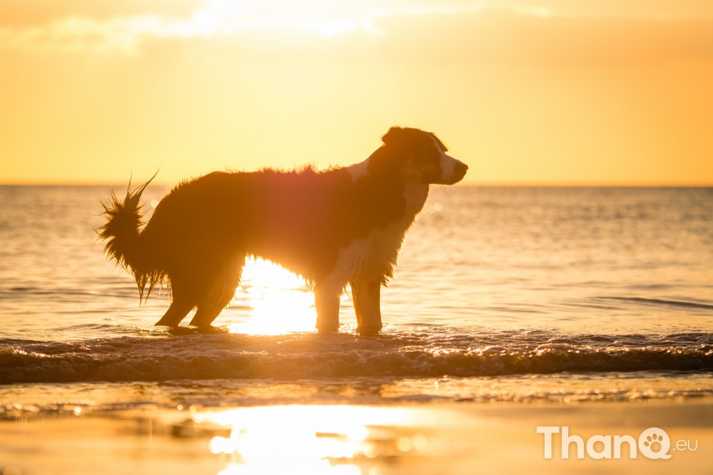 Border collie Jindi tijdens zonsondergang bij Dishoek, Zeeland