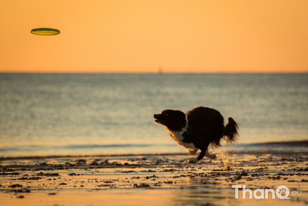 Border collie Jindi tijdens zonsondergang bij Dishoek, Zeeland