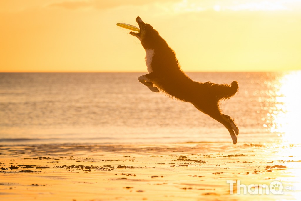 Border collie Jindi tijdens zonsondergang bij Dishoek, Zeeland