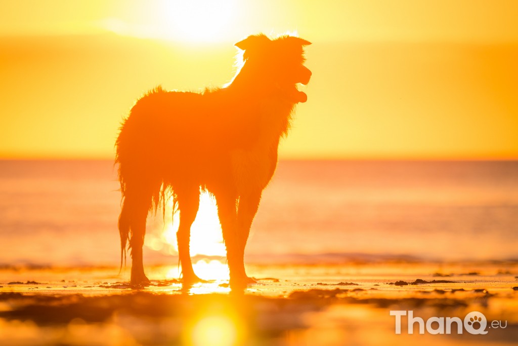 Border collie Fenna tijdens zonsondergang bij Dishoek, Zeeland