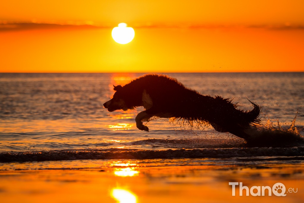 Border collie Jindi tijdens zonsondergang bij Dishoek, Zeeland