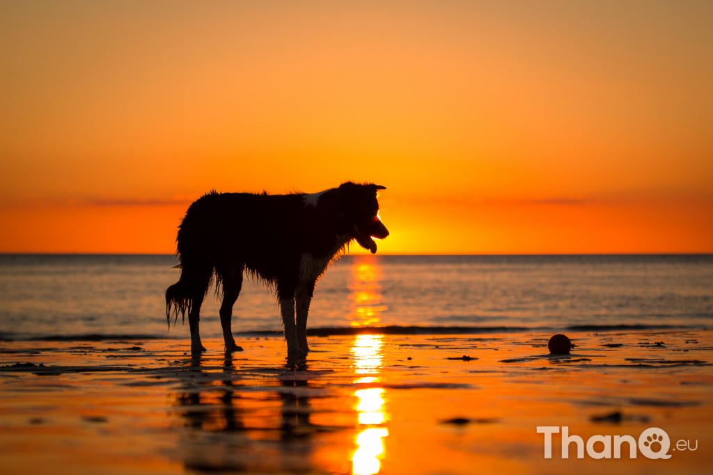 Border collie Jindi tijdens zonsondergang bij Dishoek, Zeeland