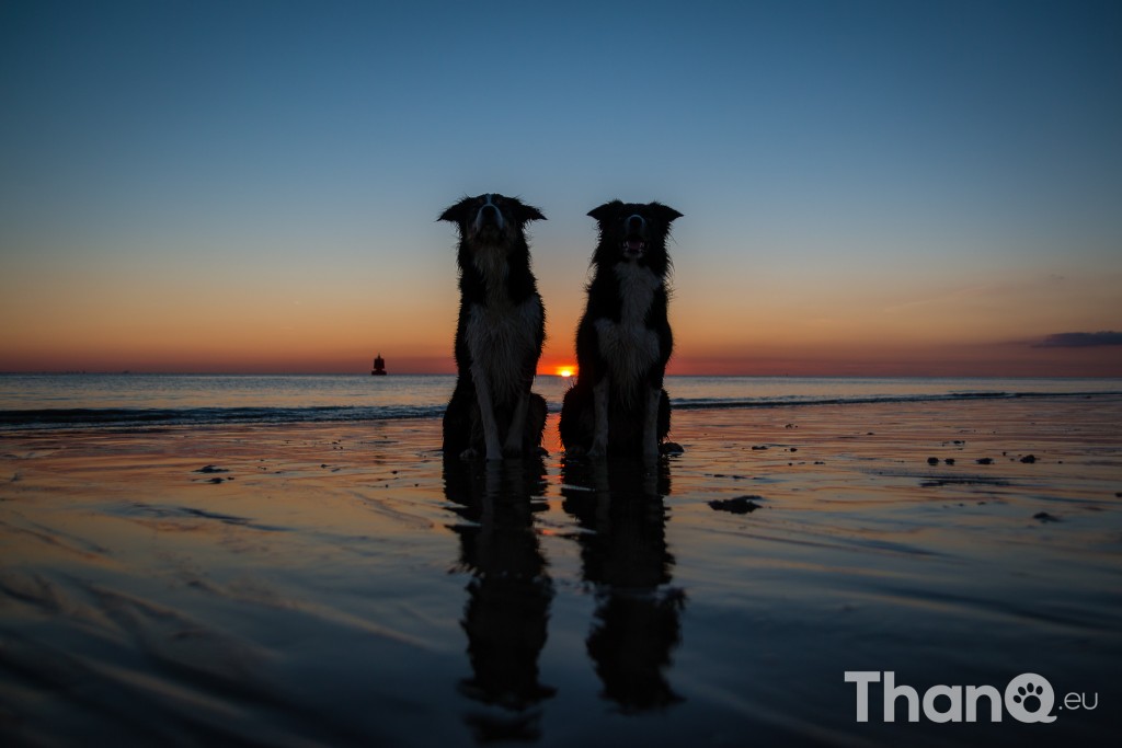 Border collies Jindi en Fenna tijdens zonsondergang bij Dishoek, Zeeland